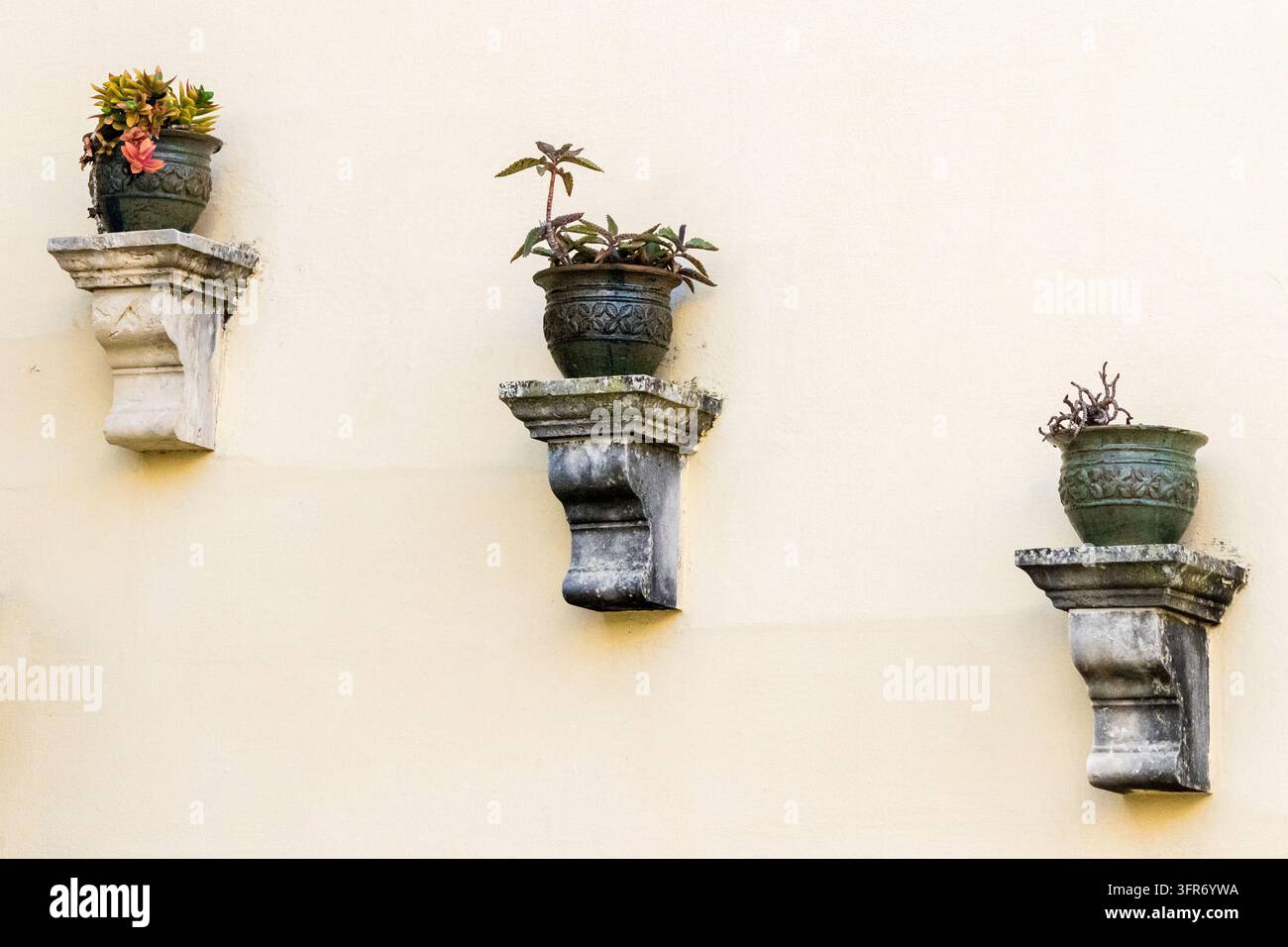 Tre fioriere da parete con succulente in vaso su esterno in stucco giallo pallido Foto Stock