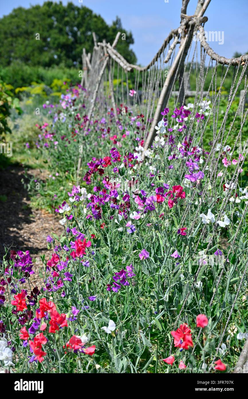 mescole di colori di fiori estivi fragranti di pisello odoroso, Lathyrus odoratus che crescono in un giardino del Regno Unito a luglio Foto Stock
