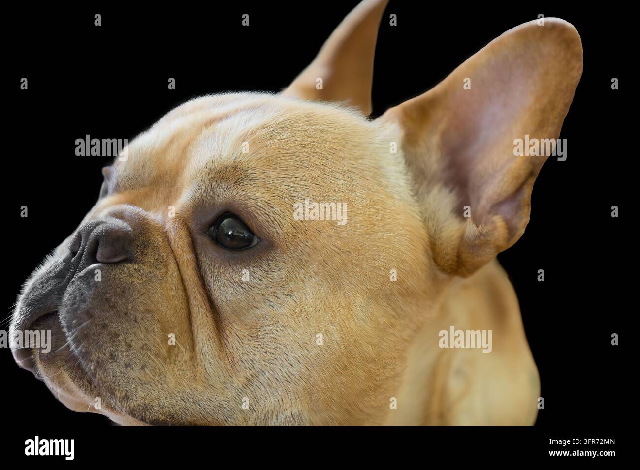 Primo piano del profilo laterale di un cucciolo di bulldog francese che guarda a sinistra, isolato su sfondo nero puro con dettagli nitidi su occhio, naso e orecchie a pipistrello Frenc Foto Stock