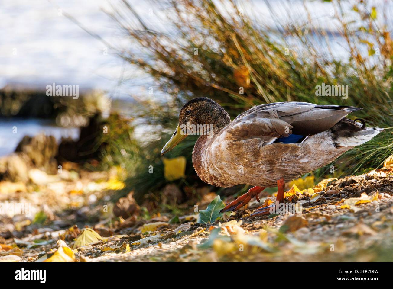 Azienda Foto Stock