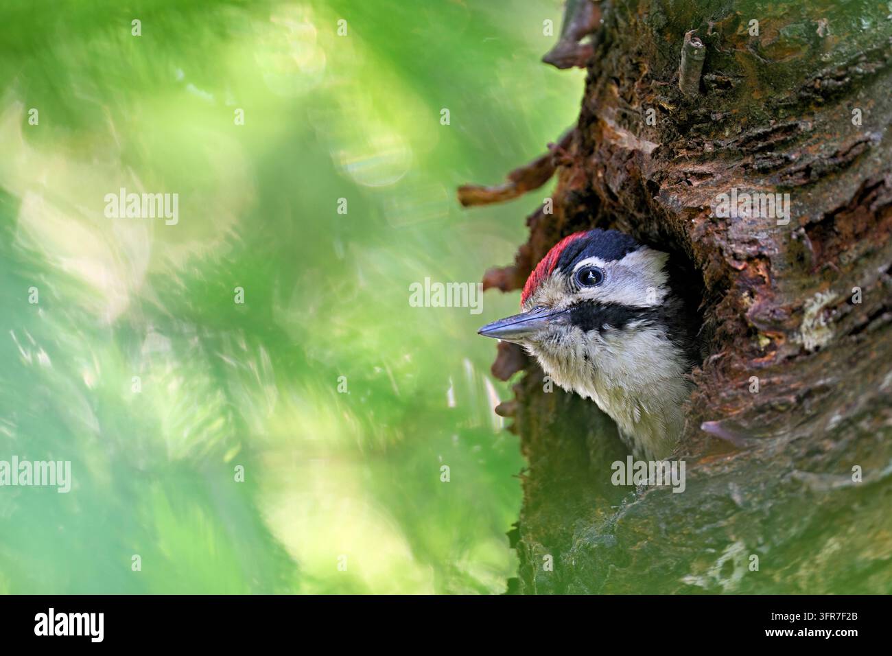 Picchio macchiato (Dendrocopos major), pulcino maschio che sbircia fuori dalla sua cavità di cova in un albero di ciliegio, Rottenschwil, Canton Argovia, Svizzera Foto Stock