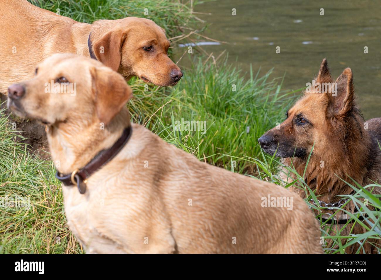 Cani che si osservano a vicenda Foto Stock