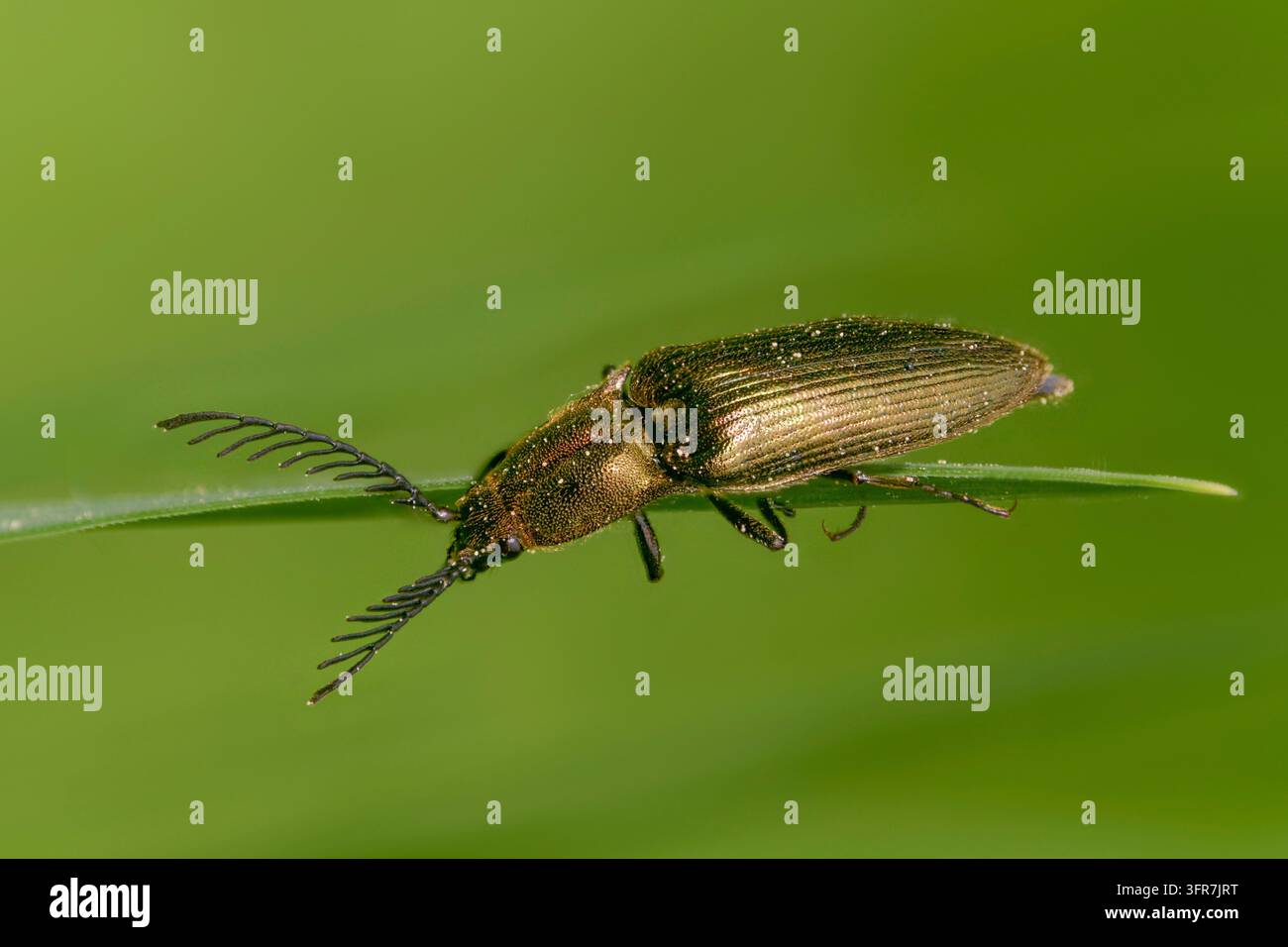 Ctenicera pectinicornis, maschio, coleottero rapido della corteccia metallica, coleottero rapido della corteccia lucido, maschio, coleottero rapido del bestiame, coleottero, coleotteri, insetti, coleotteri Foto Stock