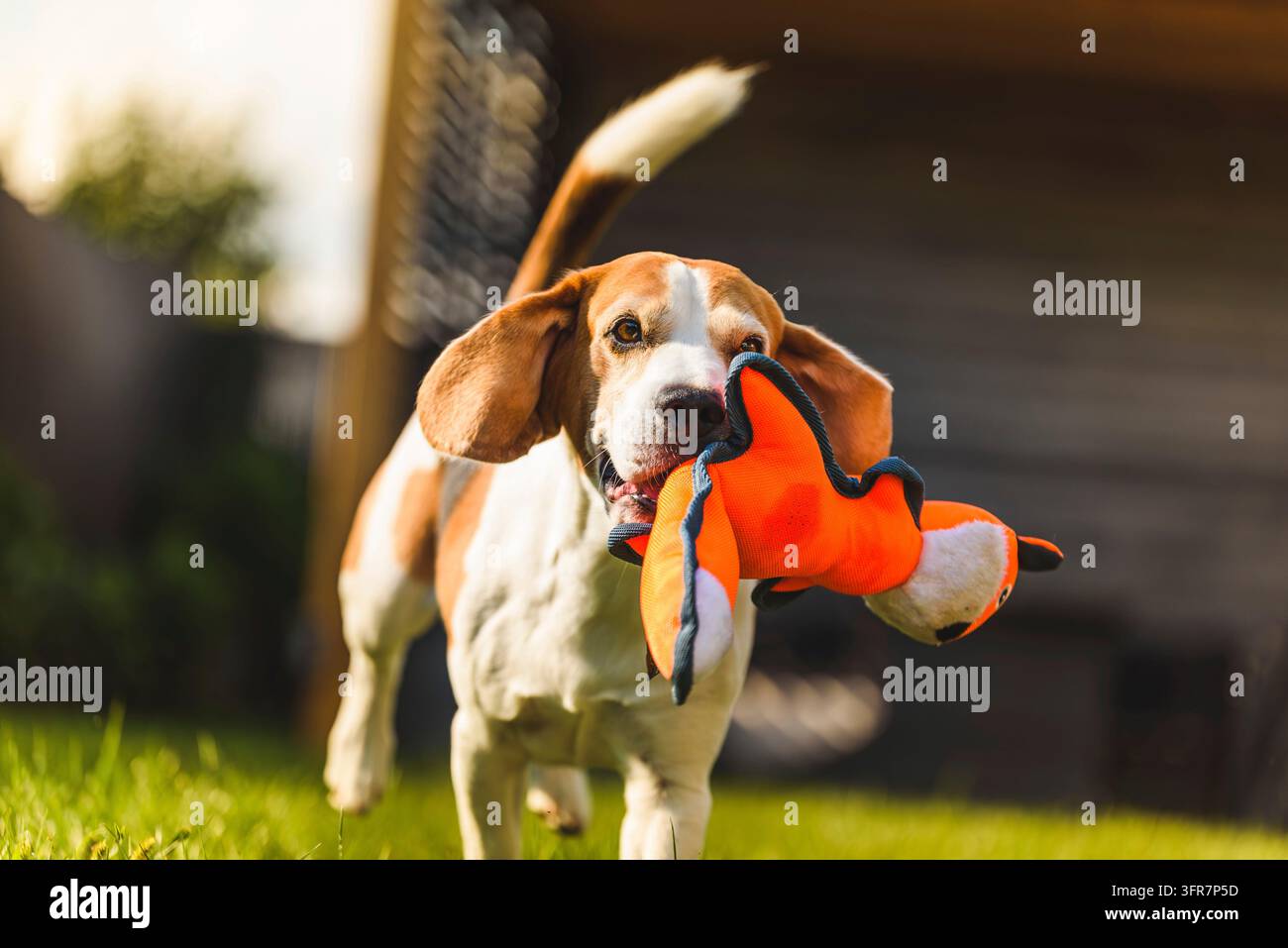 Divertente cane beagle che gioca con giocattoli in una giornata soleggiata. Sfondo del cane Foto Stock