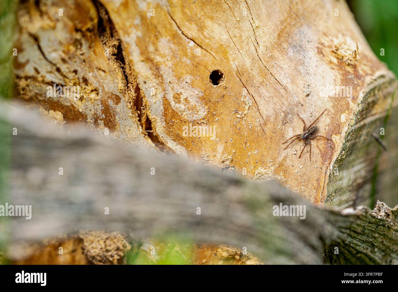 Lupo corrente (Pardosa), in attesa della preda a un aiuto per il nido, Renania Settentrionale-Vestfalia, Germania Foto Stock