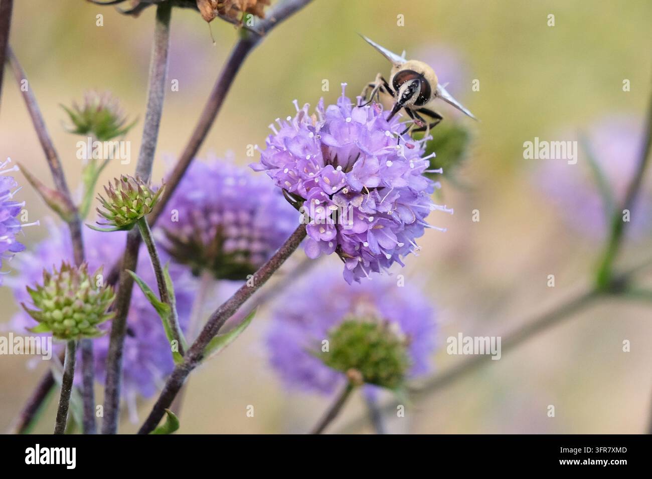 Succisa pratensis viola, Scabiosa del diavolo in fiore. Foto Stock