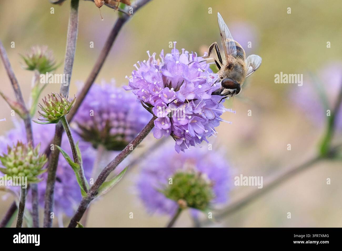 Succisa pratensis viola, Scabiosa del diavolo in fiore. Foto Stock