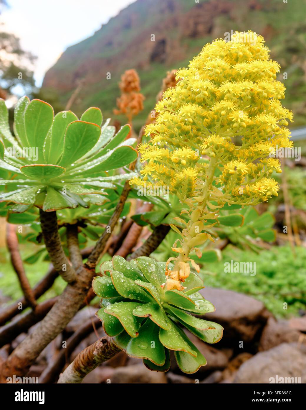 ammasso di fiori gialli e rosette con gocce di pioggia dell Aeonium arboreum (A. manriqueorum), una varietà di giunco arboricolo delle Canarie, davanti a una gola vulcanica, Gra Foto Stock