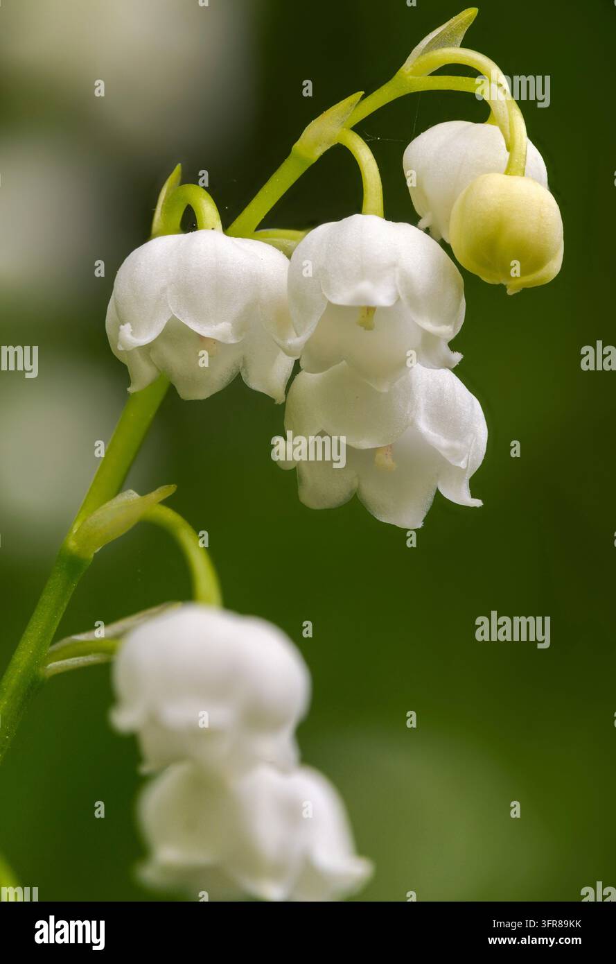 Convallaria majalis, convallariaceae, primavera, mughetto, famiglia delle campanule, flora, grande dimensione, formato ritratto, piante, primavera Foto Stock