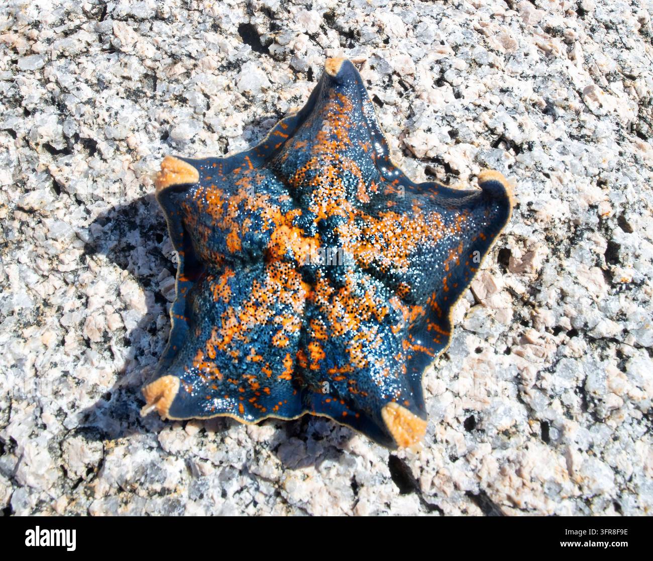 Stella marina (Patiria pectinifera, rossa). Mare del Giappone. Costa siberiana, Estremo Oriente. Scavatori onnivori, predatori. Alla scoperta di un cadavere di grandi animali, il Foto Stock