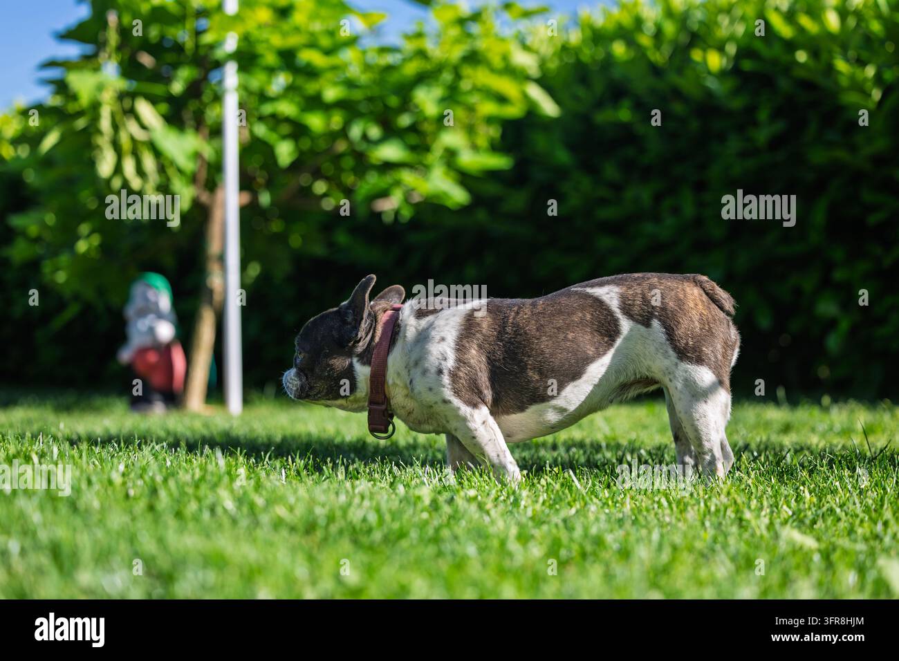 Un bulldog francese annusa l'erba verde rigogliosa in un giardino soleggiato, indossando un collare di cuoio ed esplorando all'aperto. Luce vivace estiva, trimme Foto Stock