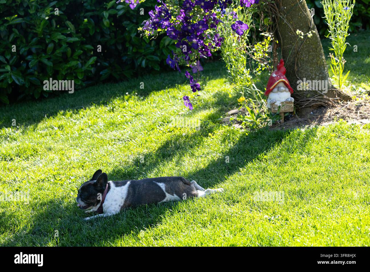 Un bulldog francese nero e bianco è disteso su un prato verde brillante accanto a clematide viola pendente e un gnomo da giardino con cappello rosso, godendosi il caldo sole Foto Stock