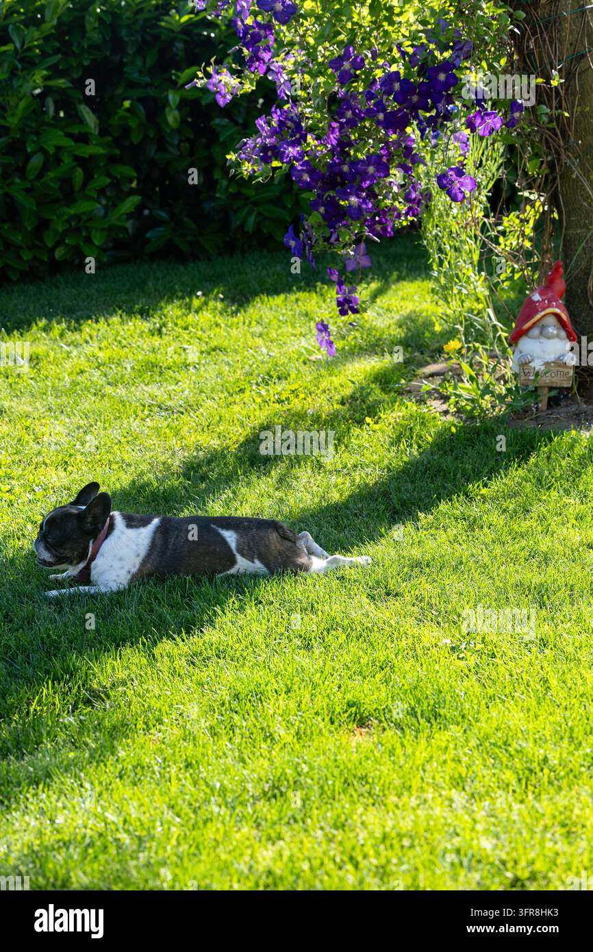 Un bulldog francese nero e bianco è disteso su un prato verde brillante accanto a clematide viola pendente e un gnomo da giardino con cappello rosso, godendosi il caldo sole Foto Stock