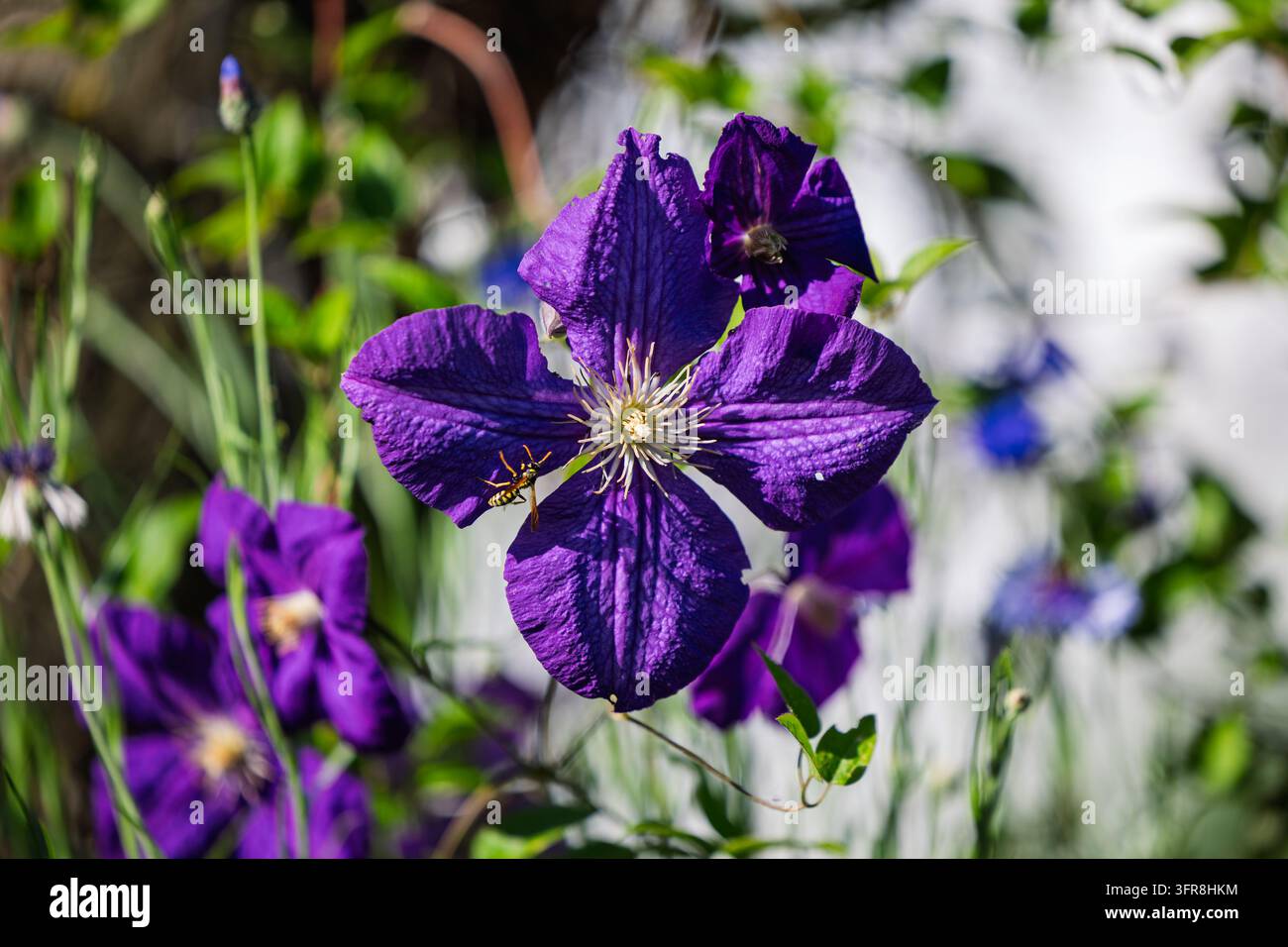 Clematis viola illuminata dal sole con una piccola vespa appollaiata su un petalo, catturata in primo piano nitido. Petali viola vibranti, stami dettagliati e sfocatura morbida b Foto Stock