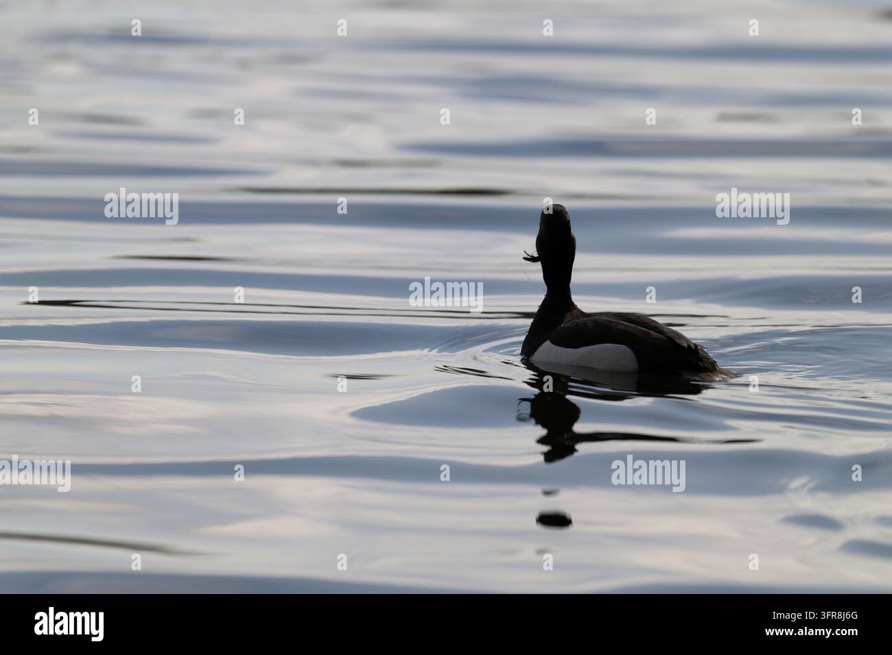 Anatra maschio dalle creste (Aythya fuligula) che scuote la testa per liberarsi da un gancio da pesca impigliato nel becco, mentre nuota vicino ad Amburgo, Germania. Foto Stock