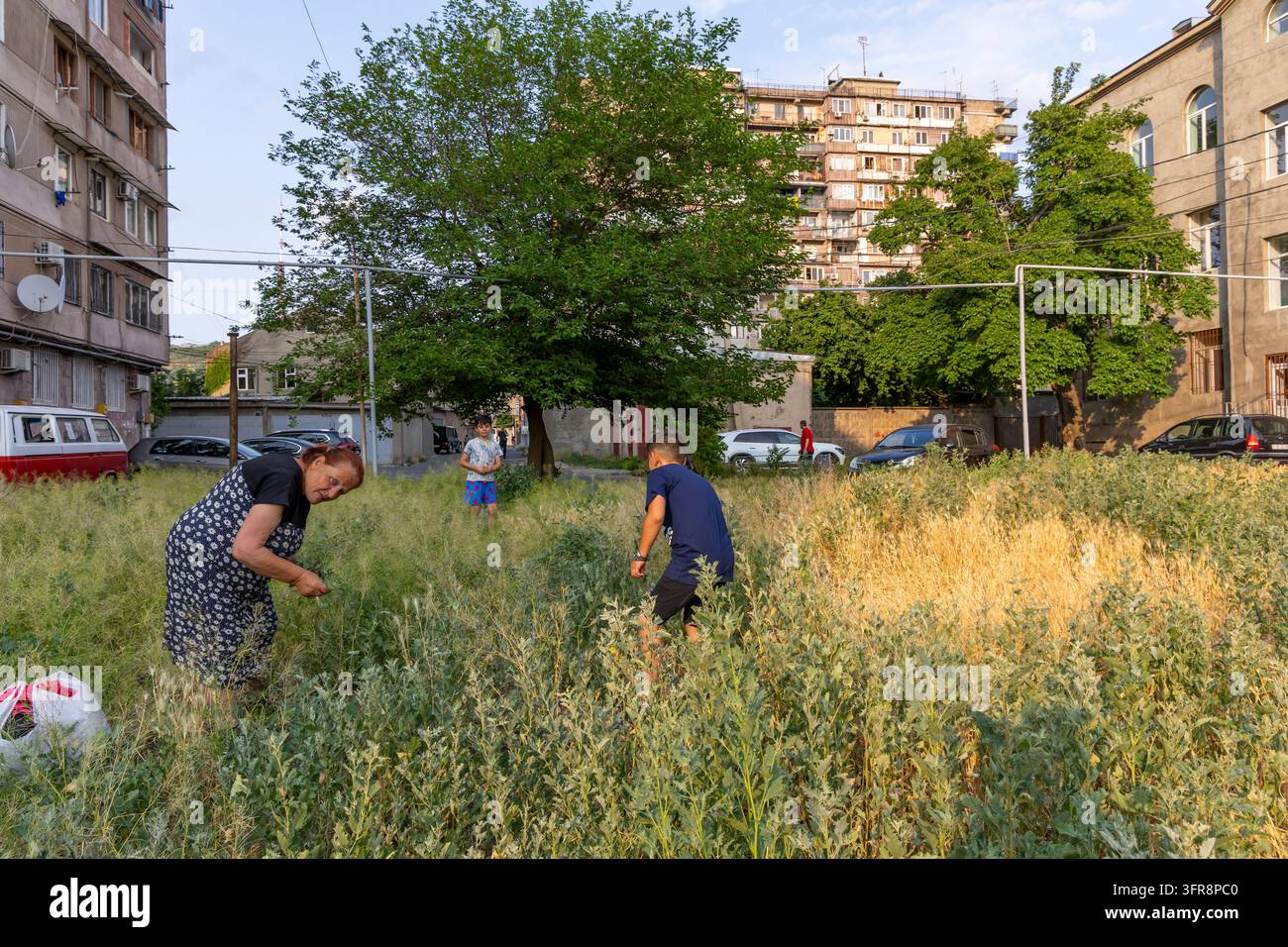 Donna e due bambini che raccolgono erbe selvatiche in un lotto vuoto invaso dalla vegetazione tra gli edifici residenziali, Yerevan, Yerevan, Armenia Foto Stock