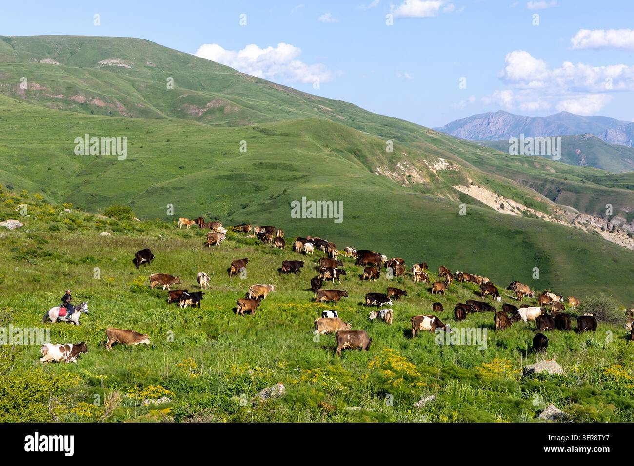 Pastore a cavallo guida una fila di bovini lungo una collina verde, provincia di Vayots Dzor, Selim, Armenia Foto Stock
