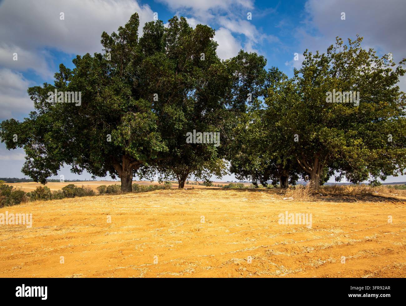 Un gruppo solitario di tre grandi boschetti sorge sulla cima di una collina sotto un cielo sereno lungo la Strada 334 nel nord del Negev, Israele. Foto Stock