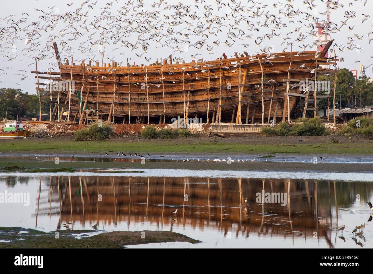 Un gruppo di gabbiani turbina sopra un dhow di legno in costruzione riflesso nell'acqua ferma, Gujarat, Mandvi, India Foto Stock
