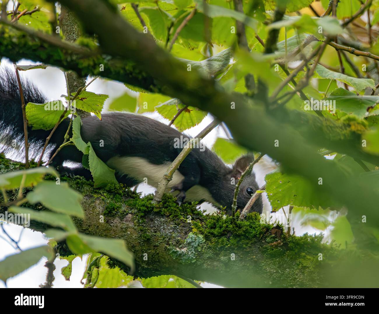 Scoiattolo nero con il ventre bianco che sale su un albero coperto di muschio Foto Stock