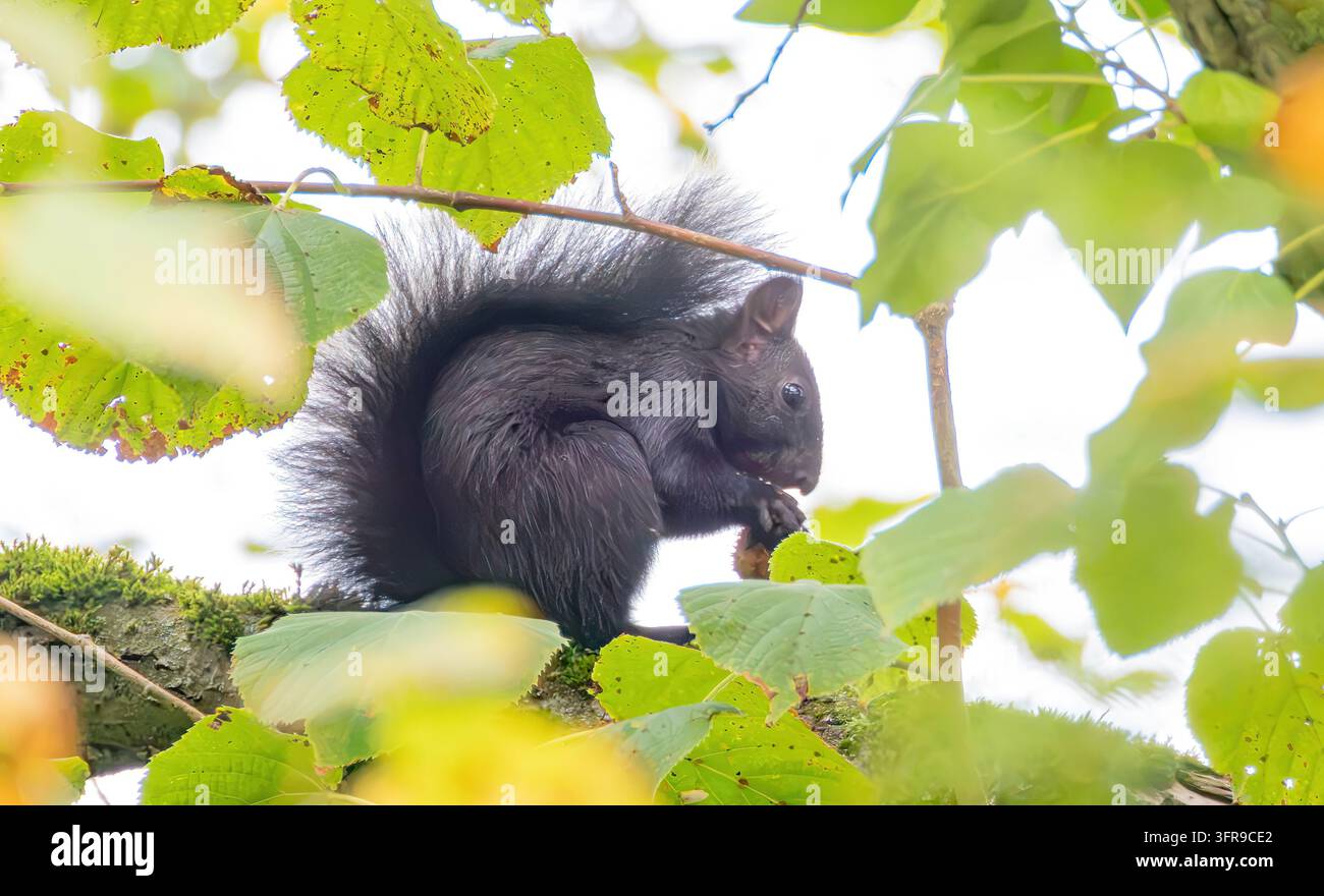 Scoiattolo eurasiatico nero che mangia su un ramo muschioso Foto Stock
