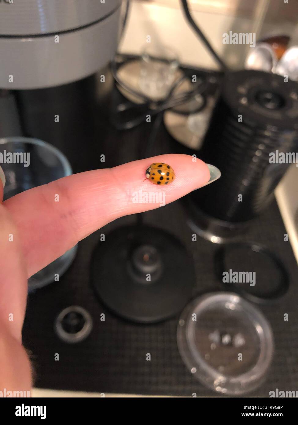 Coccinella Foto Stock