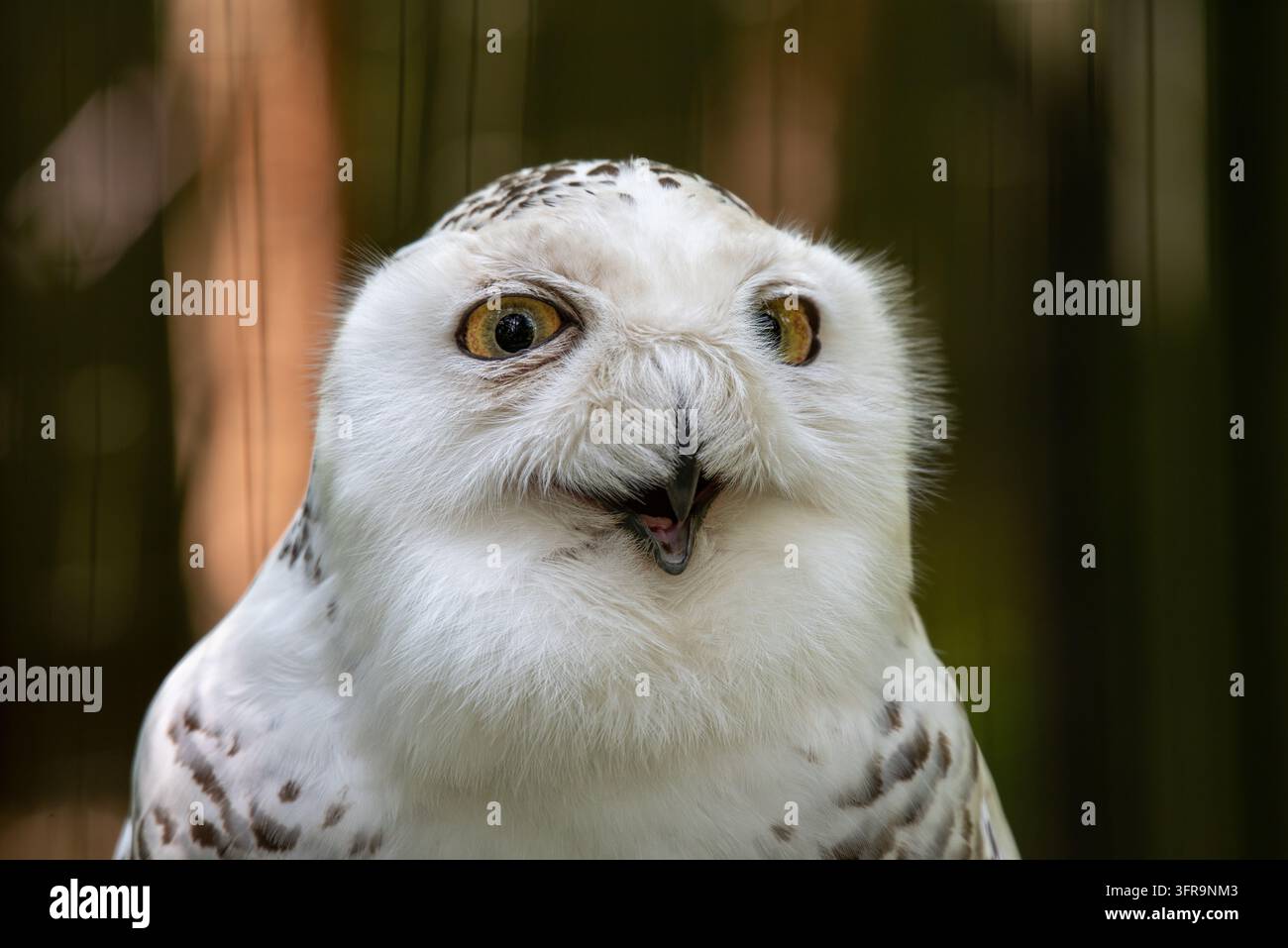 Ritratto ravvicinato di un gufo delle nevi (Bubo scandiacus) che guarda di lato con un'espressione divertente e curiosa del becco aperto Foto Stock
