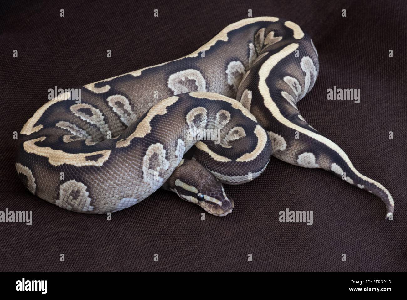 Vista ad angolazione alta del corpo intero di una giovane Python regius del Mojave avvolta su uno sfondo in tessuto marrone scuro Foto Stock