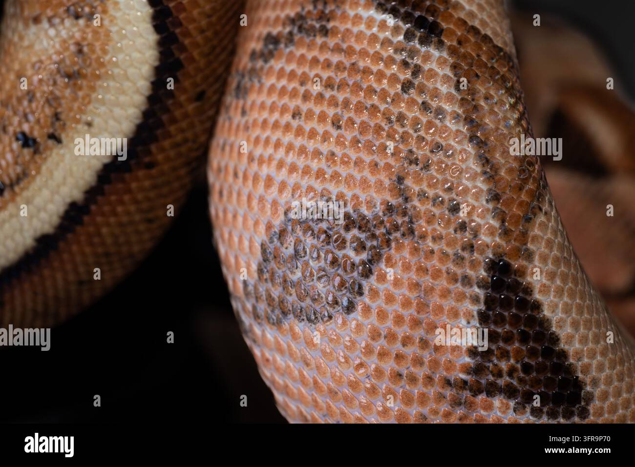 Macro primo piano della texture della pelle di una giovane boa imperatore che evidenzia gli intricati motivi e le squame di un morph het Sharp Albino Foto Stock