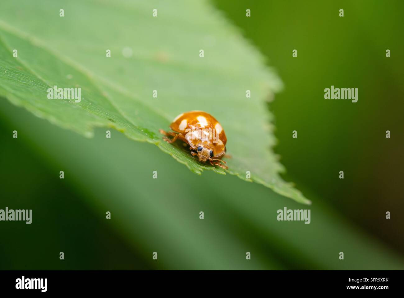 Scatto macro ad angolazione alta di una coccinella asiatica arancione (Harmonia axyridis) con macchie color crema che striscia giù da una foglia verde in estate, Kiev, Ucraina Foto Stock