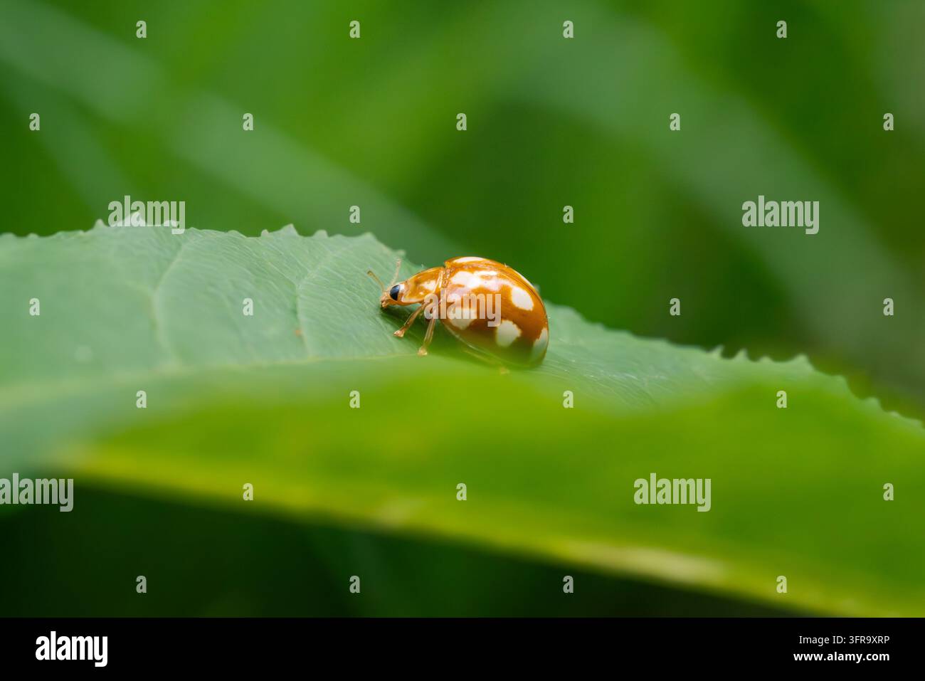Vista macro di profilo laterale di una coccinella asiatica arancione (Harmonia axyridis) con macchie color crema che cammina su una foglia verde in estate, Kyiv, Ucraina Foto Stock