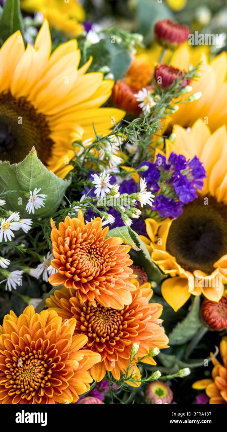 Vivace bouquet floreale estivo con girasoli, dahlie e margherite bianche in primo piano Foto Stock