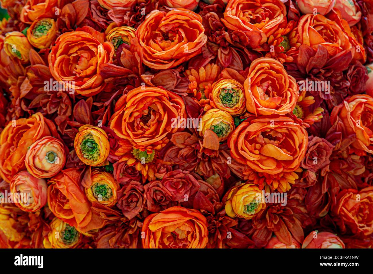 Una vivace composizione di fiori di Ranuncolo arancioni, noti anche come ranuncoli persiani, con petali delicati e densamente stratificati, simili alla carta Foto Stock