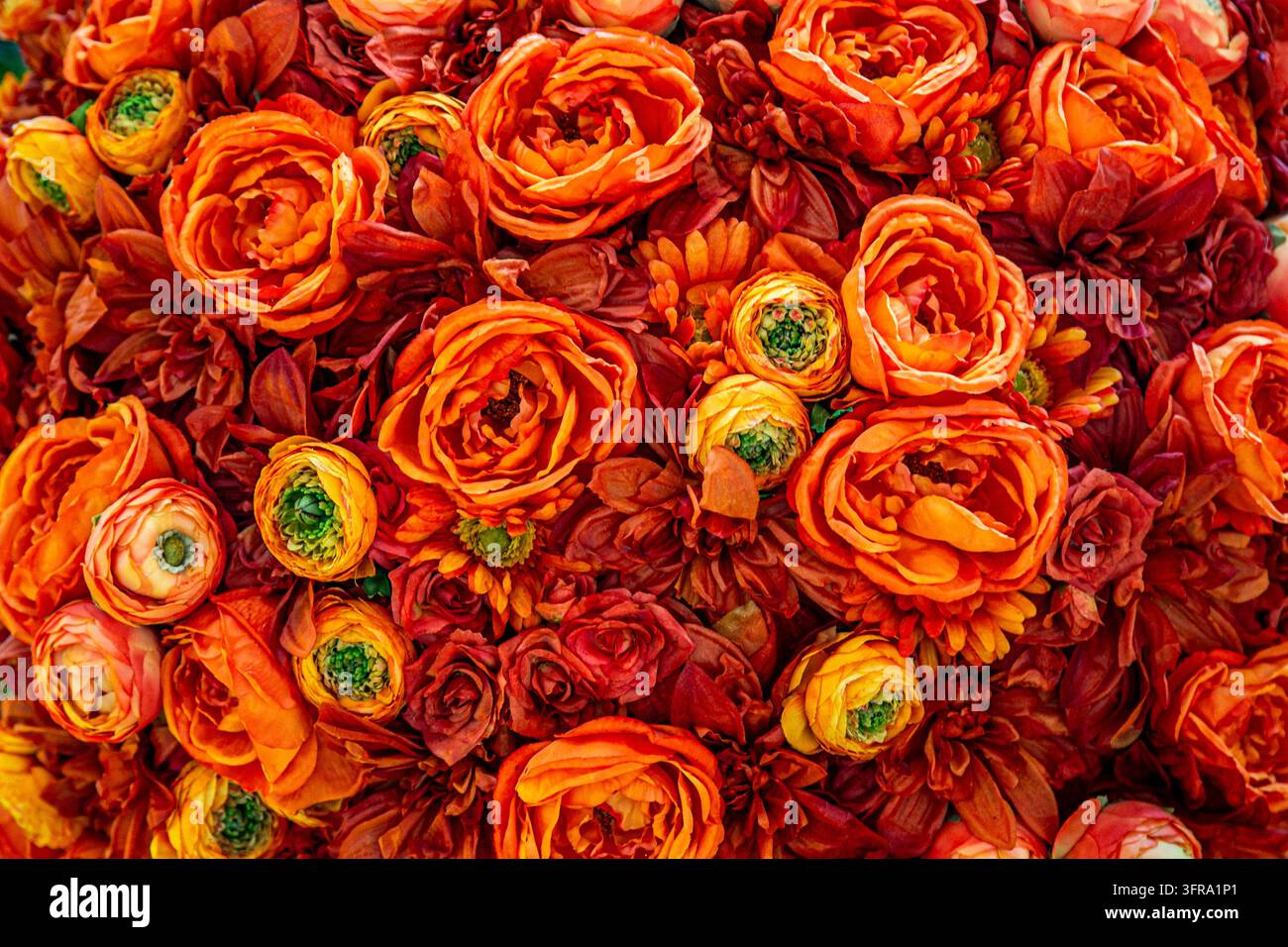 Una vivace composizione di fiori di Ranuncolo arancioni, noti anche come ranuncoli persiani, con petali delicati e densamente stratificati, simili alla carta Foto Stock