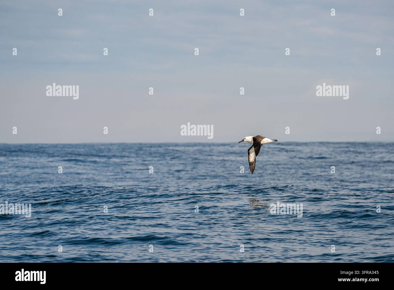 Albatro che decolla basso sull'oceano con le ali sollevate Foto Stock