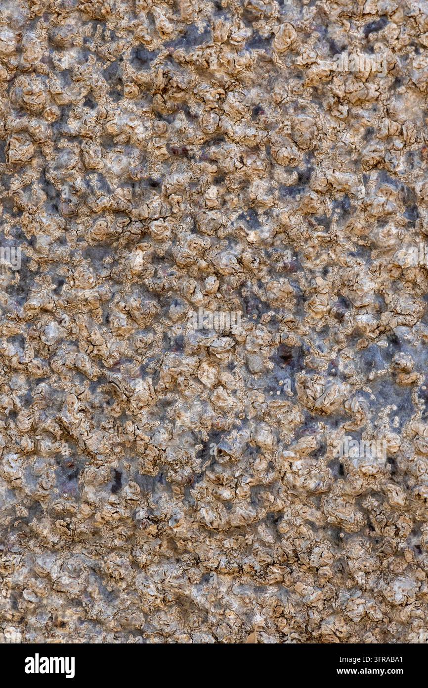 Prima vista della corteccia ruvida e strutturata di un tronco di baobab, Menabe, Morondava, Madagascar Foto Stock