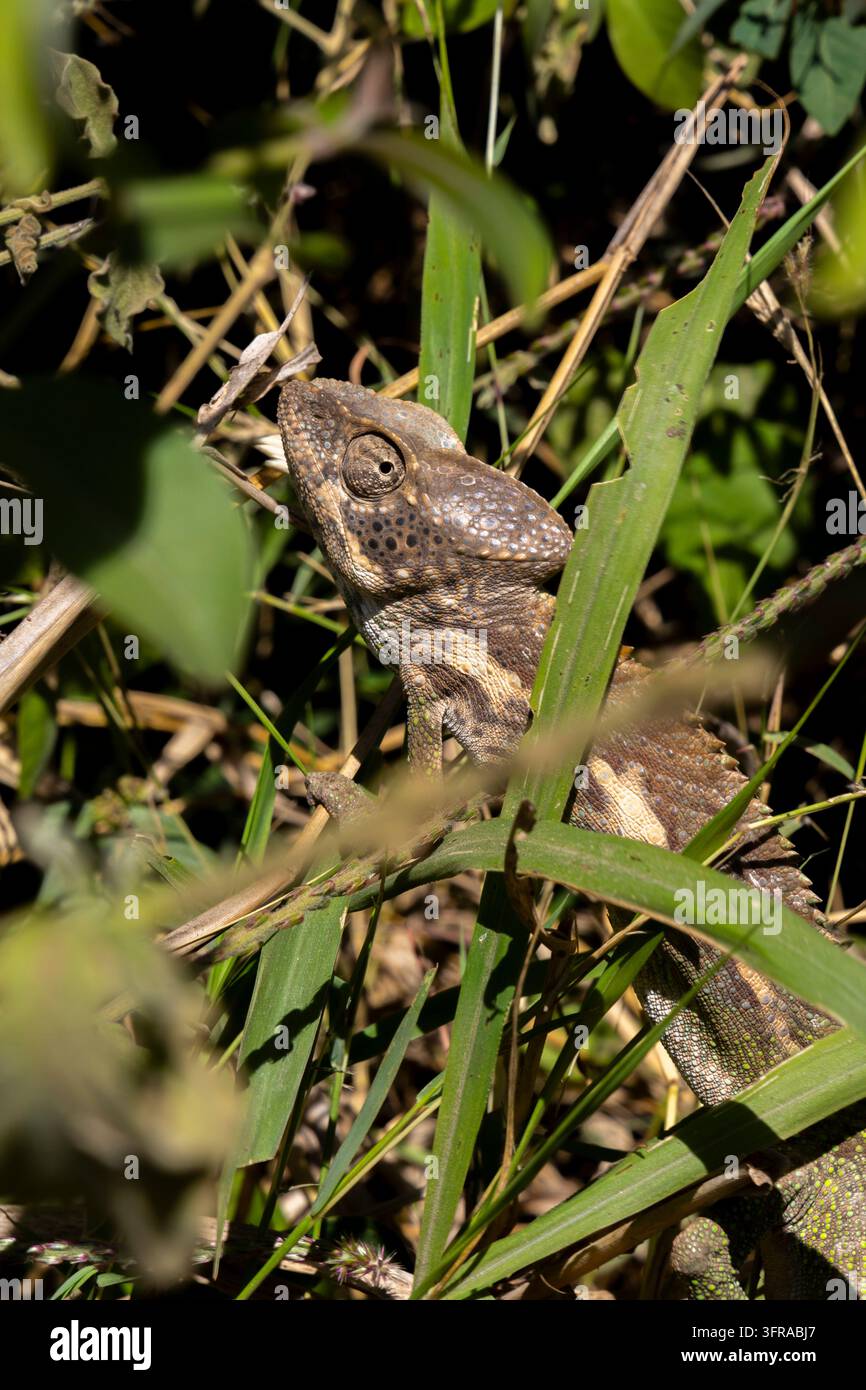 Un camaleonte sbuca tra le alte lame d'erba verde del sottobosco, Menabe, Morondava, Madagascar Foto Stock