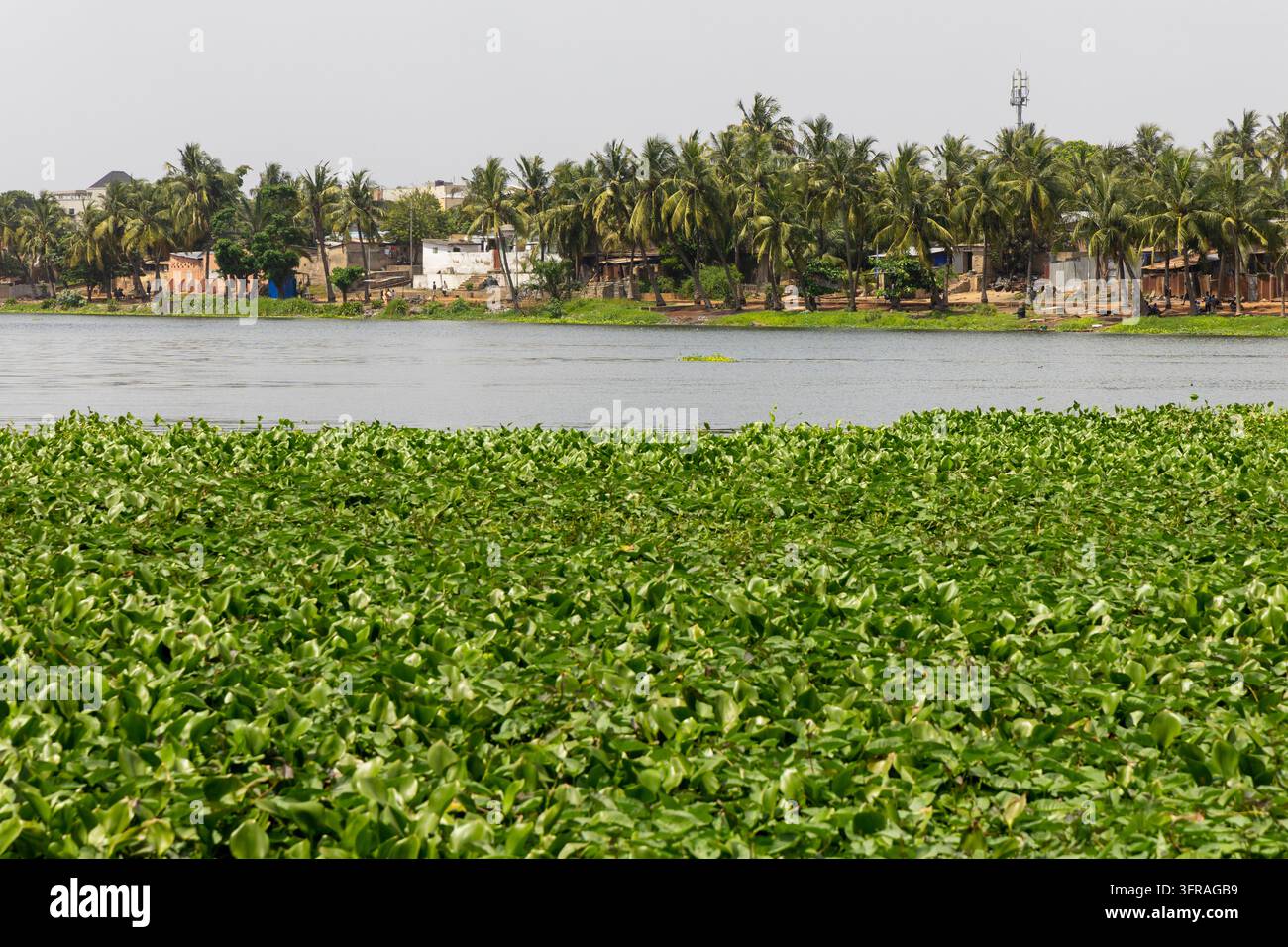 Densa acqua giacinta copre una laguna davanti a un villaggio sul lago fiancheggiato da palme e piccole case, Regione Marittima, Lomé, Togo Foto Stock