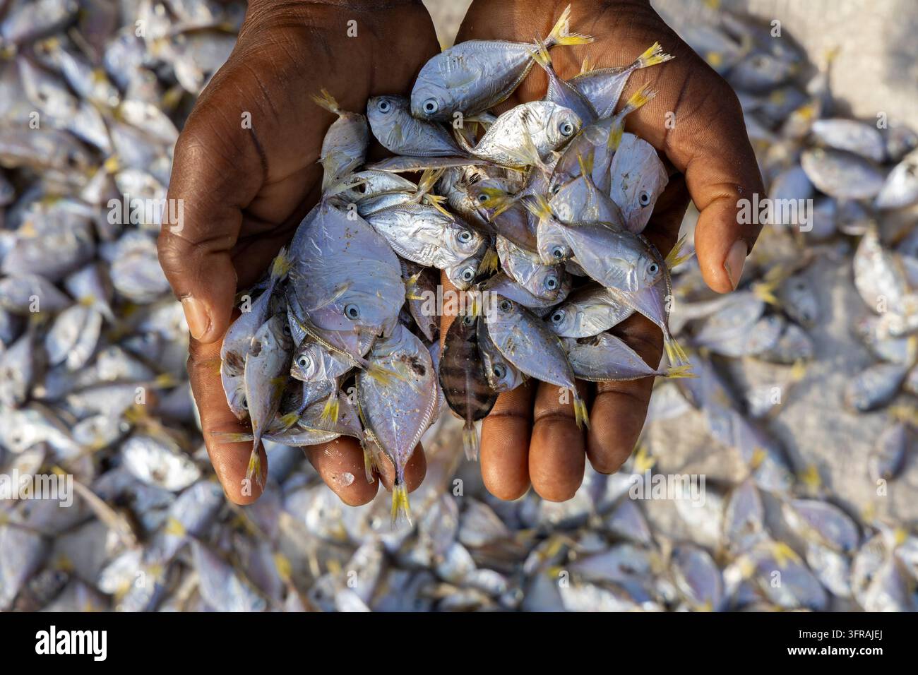 Prima vista di mani che tengono piccoli pesci argentati sopra un mucchio di pesci, Regione Marittima, Aneho, Togo Foto Stock