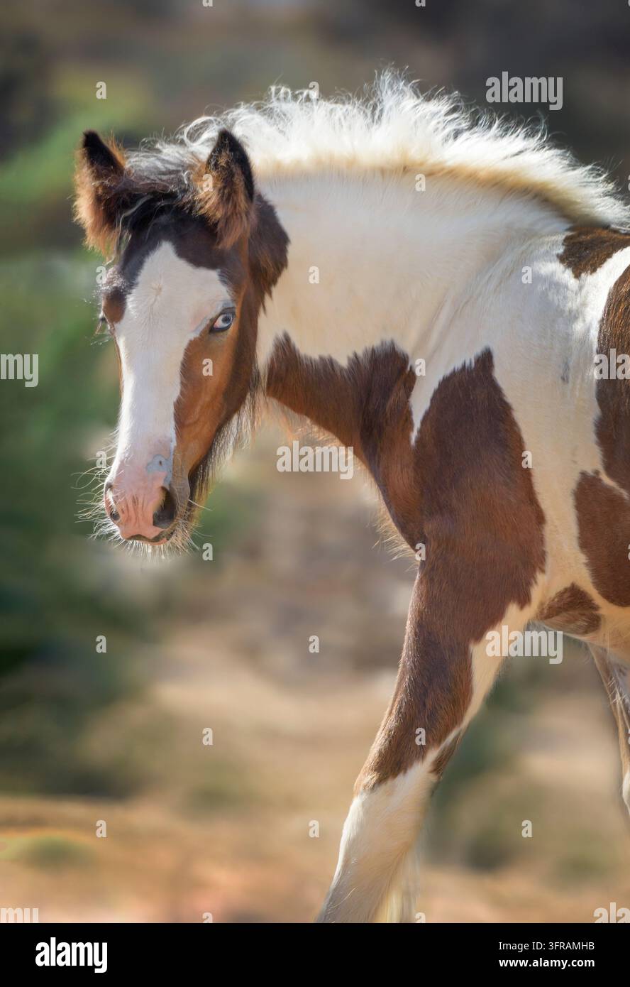 Puledro di Gypsy Vanner si gira per guardarci nel campo Foto Stock