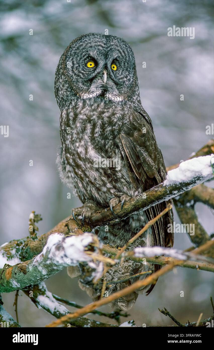 Great Gray Owl (Strix nebulosa) Ontario, Canada Foto Stock
