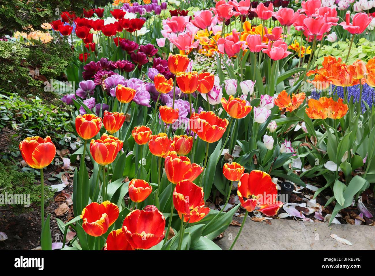 Giardino con abbondanti tulipani esotici e multicolori Foto Stock