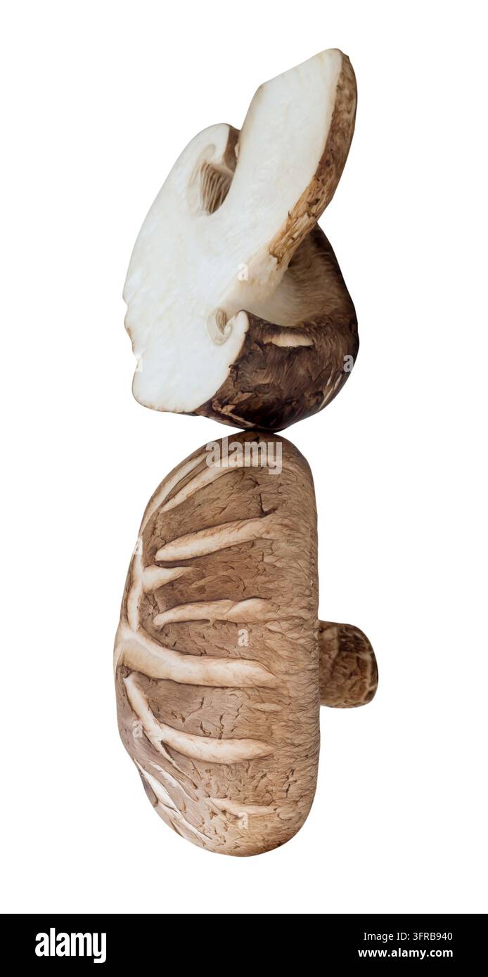 La vista frontale del fungo shiitake con metà in pila è isolata su sfondo bianco con percorso di ritaglio. Foto Stock