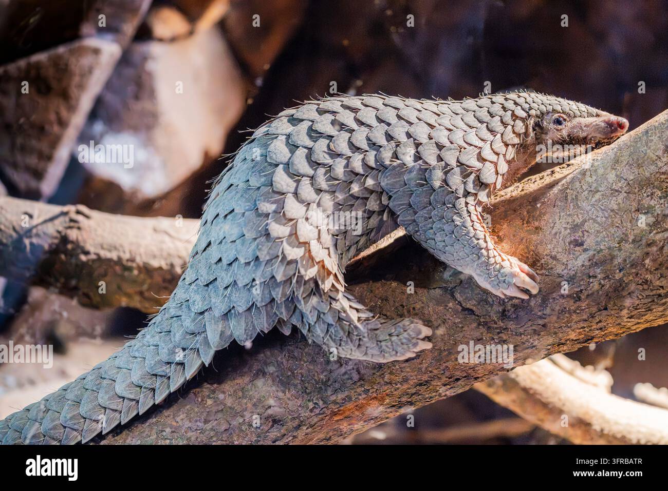 Il pangolino del Sunda (Manis javanica) è un mammifero del Sud-Est asiatico gravemente minacciato di estinzione, caratterizzato dalle sue scaglie protettive di cheratina e dalla lunga lingua Foto Stock