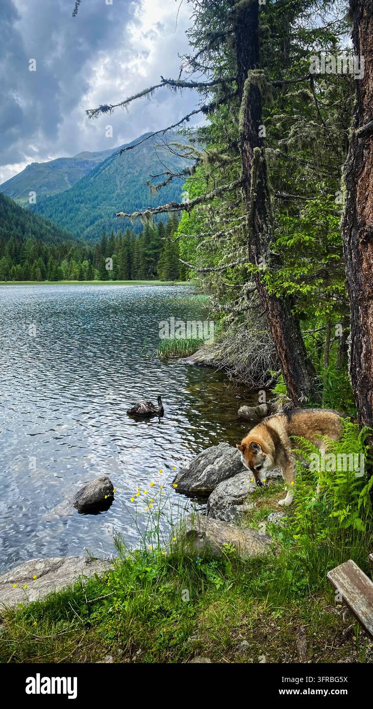 Cane lupo in piedi vicino a un bellissimo paesaggio di lago di montagna Cane lupo in piedi vicino al bellissimo lago di montagna Etrachsee a Cracovia, Austria Cracovia Cracovhint Foto Stock