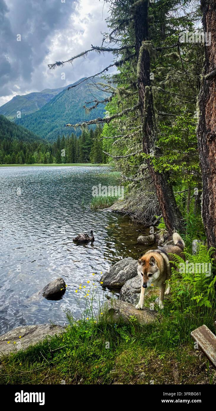 Cane lupo in piedi vicino a un bellissimo paesaggio di lago di montagna Cane lupo in piedi vicino al bellissimo lago di montagna Etrachsee a Cracovia, Austria Cracovia Cracovhint Foto Stock