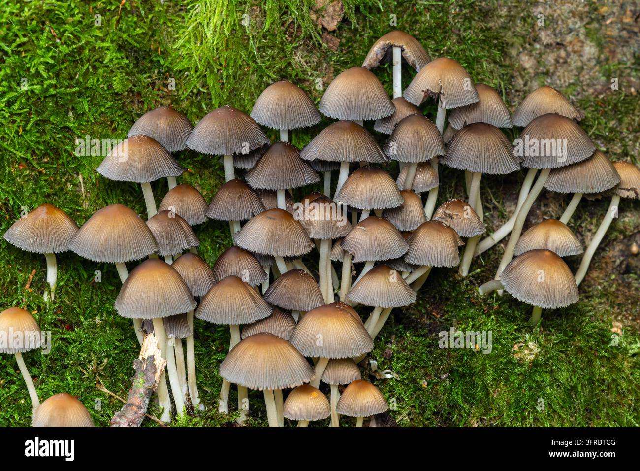 Gruppo di Coprinellus micaceus, noto anche come cappello di mica o funghi d'inchiostro scintillanti, che crescono su un terreno boschivo muschioso, rappresentando la natura, l'ecologia, Foto Stock
