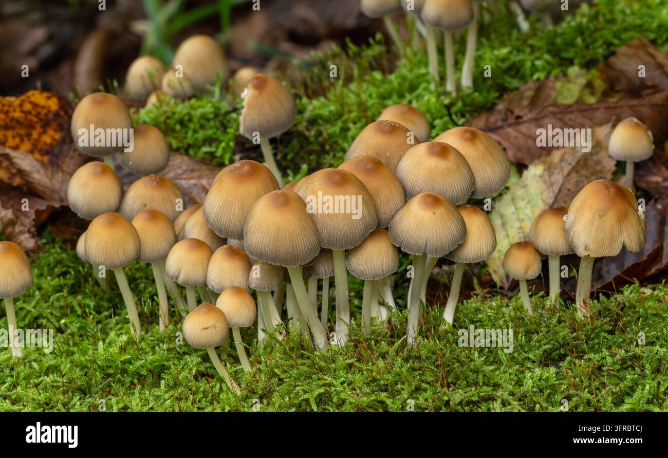 Gruppo di funghi con cappelli marrone chiaro e gambi bianchi che emergono da un muschio verde vibrante, circondati da foglie cadute sul suolo della foresta, simbolizzante Foto Stock