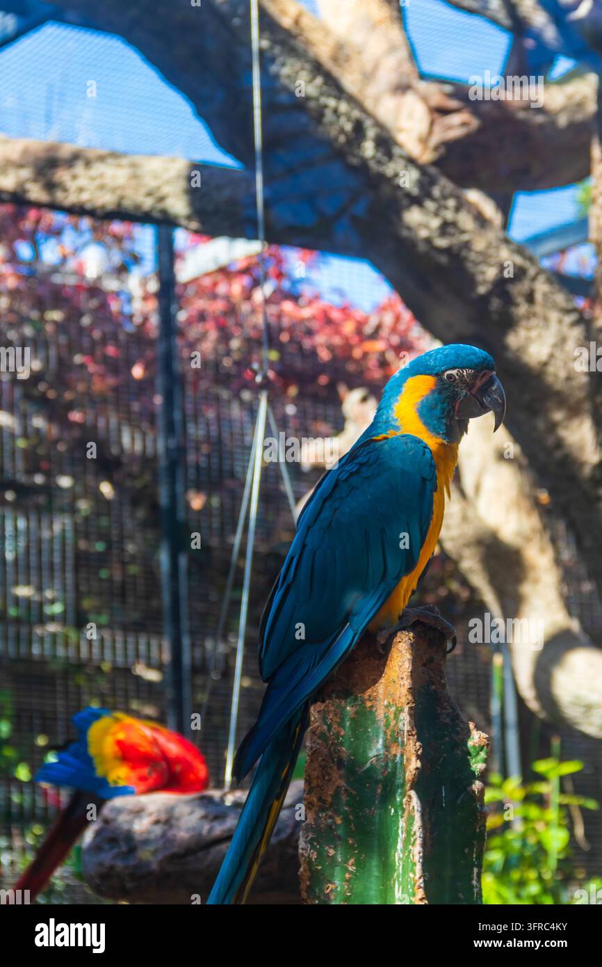 Psittacino dal collare blu (Ara glaucogularis) in un parco tropicale Foto Stock