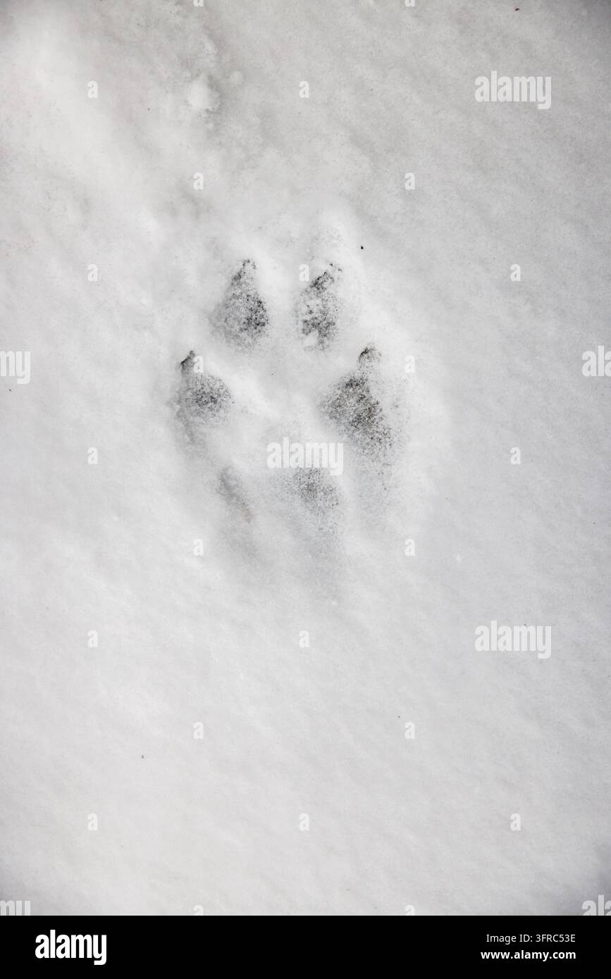 Zampa animale stampa in neve fresca Foto Stock